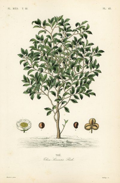 茶の木や茶の木、Camellia sinensis、Thea sinensis、は 作： Unbekannt
