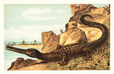 海洋ワニの絶滅種、テレオサウルス カドメンシス。1908 年 (リトグラフ) 作： Unbekannter Künstler