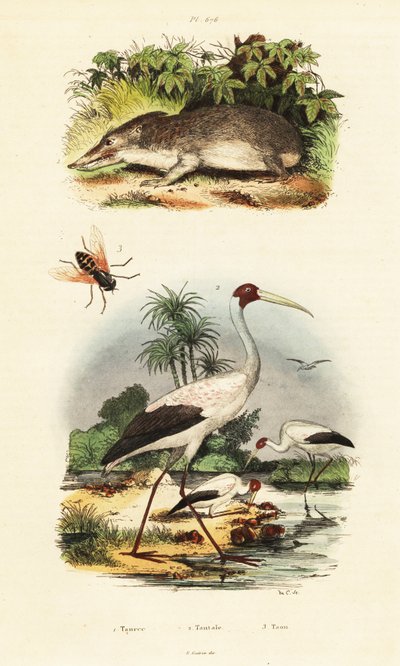 テンレック、コウノトリ、アブ、1834-1839 (彫刻) 作： Unbekannter Künstler