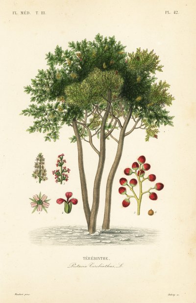 Terebinth or turpentine tree, Pistacia terebinthus, Terebinthe 作： Unbekannt