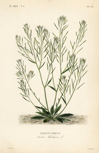 Thale cress, mouse-ear cress or arabidopsis, Arabidopsis thaliana, Arabis thaliana, Arabette rameuse 作： Unbekannt