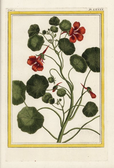 カプチン庭園のナスタチウム、Tropaeolum majus。ピエール・ジョセフ・ブショズ「中国の庭園とヨーロッパの庭園の両方で栽培されている、最も美しく奇妙な花の貴重な照らされたコレクション、パリ」からの手彩色銅版画。 作： Unbekannter Künstler