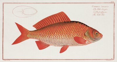 「金魚」 作： Unbekannter Künstler