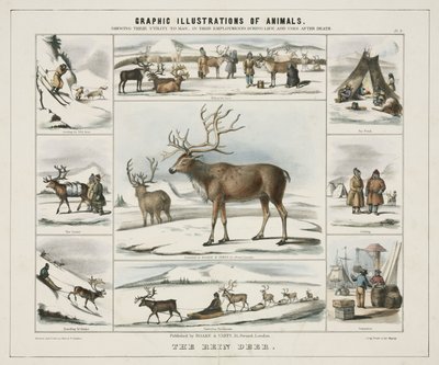 Rein Deer」1845年頃 作： Unbekannt
