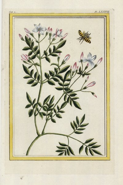 スパニッシュ・ジャスミンスペインのジャスミン、Jasminum grandiflorum。ピエール・ジョセフ・ブショズ「中国の庭園とヨーロッパの庭園の両方で栽培されている、最も美しく不思議な花の貴重な照らされたコレクション、パリ」からの手彩色エッチング。 作： Unbekannter Künstler