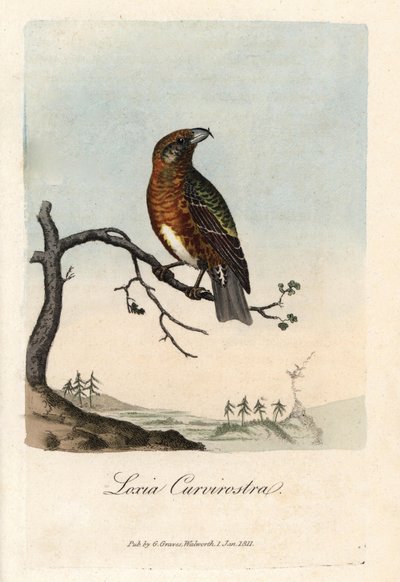 嘴はモミの木を横切る。George Gravesによる銅版画（『British Ornithology』所収）。 作： Unbekannter Künstler