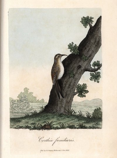 森のクライマー。George Gravesによる銅版画（『British Ornithology』所収）。 作： Unbekannter Künstler