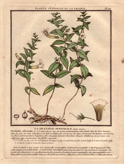 グラティオラ・オフィシナル（Gratioola officinalis）。蔓性植物、植物、茎、葉、花、根の説明。聖杯、雌しべ、蒴果の詳細。18世紀、Herbier de la France (1780-1793)に掲載されたEau forte en couleurs、デッサン、エングレーヴィング、p。 作： Unbekannter Künstler