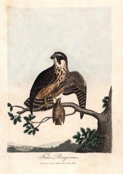 ハヤブサ。ジョージ・グレイヴスによる彩色銅版画（『British Ornithology』所収 作： Unbekannter Künstler