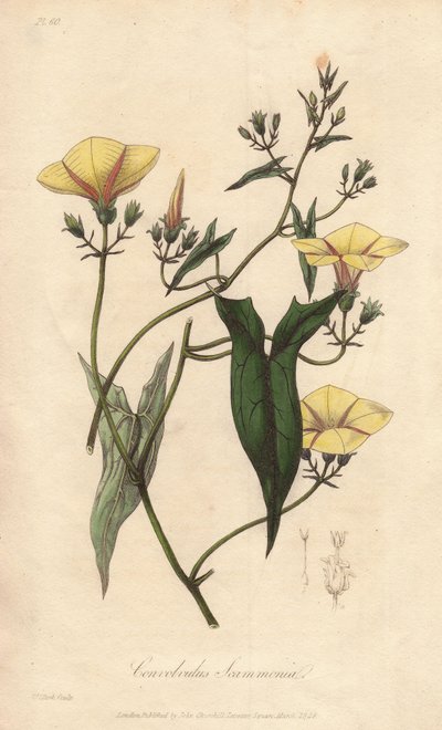 スカモニー（Convolvulus scammonia） - ジョン・チャーチルがロンドンで出版したジョン・ステファンソンとジェームズ・モース・チャーチルの「医学植物学、ロンドン、エディンバラ、ダブリンの薬用植物の説明」の挿絵としてウィリアム・クラークが描いた強い水。 作： Unbekannter Künstler