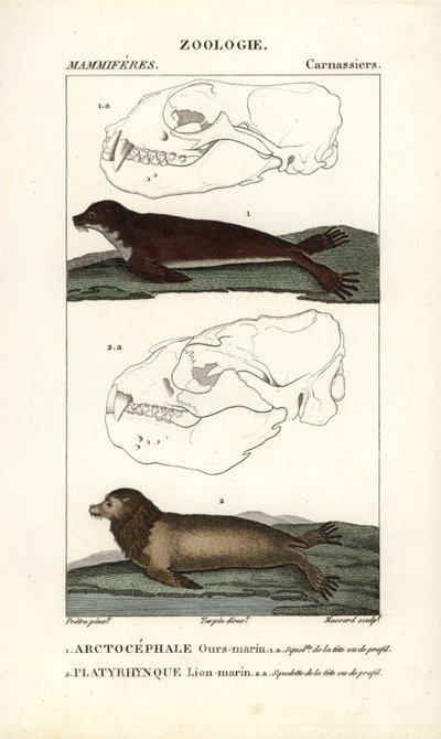 海熊または北オットセイ（arctocephale）とアシカまたはトド（platyrhynque） - ジャン・ガブリエル・プレートル（1780-1845）作、カルノンケル版、フレデリック・キュヴィエ著、ピエール・ジャン・フレ編『自然科学辞典：哺乳類』所収。 作： Unbekannter Künstler