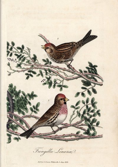 サイゼリンまたは小型のリノット。George Gravesによる銅版画（『British Ornithology』所収）。 作： Unbekannter Künstler