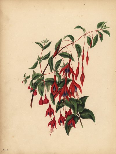 細身で球形のフクシア（Fuchsia magellanica）は、味 作： Unbekannt
