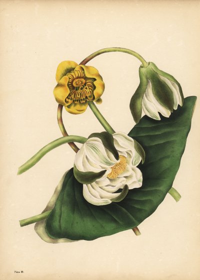 白い睡蓮（Nymphaea odorata）と黄色い睡蓮（Nuphar lutea）、沈黙 作： Unbekannt