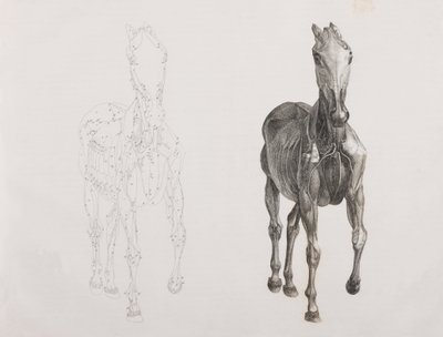 馬の第三解剖層、正面図 作： Unbekannt