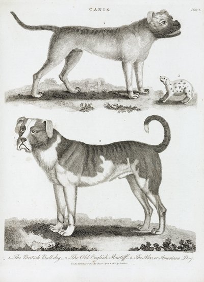 犬の3つのタイプ 作： Unbekannt