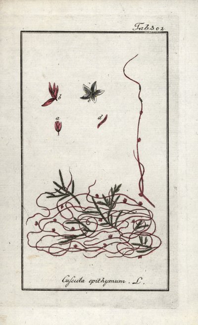 タイム・カスキュートまたは小花カスキュート（Cuscuta epithymum）。オランダ、ヨハネス・ゾーン（1739-1799）の "Afbeelding der Artseny-Gewassen "からのリトグラフ。 作： Unbekannter Künstler