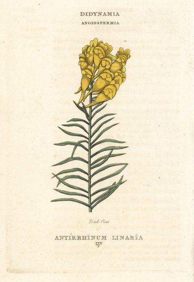 ガマズミ、リナリア・ブルガリス（Antirrhinum linaria）。リチャード・デュッパの図版をもとにした手彩色銅版画（The Claves and Orders of the Linnaean System of Botany, Longman, Hurst, Londonより）。 作： Unbekannter Künstler