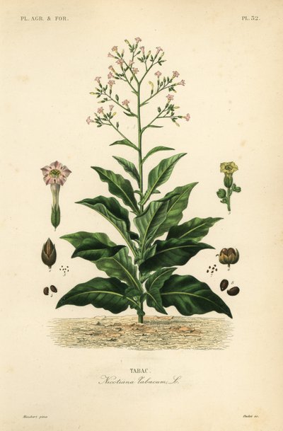 タバコ植物、Nicotiana tabacum、Tabac 作： Unbekannt