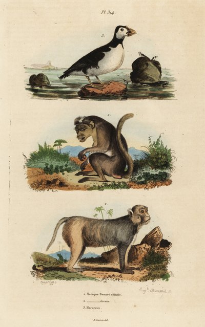 アカゲザル（Macaca mulatta）1、アカゲザル（Macaca mulatta）2、インコ（Aethia psittacula）3 作： Unbekannt