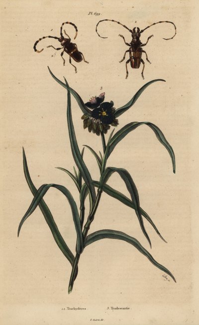 Trachyderes succinctus 1, Trachyderes mandibularis 2, and Virginia spiderwort, Tradescantia virginiana 3. 作： Unbekannt
