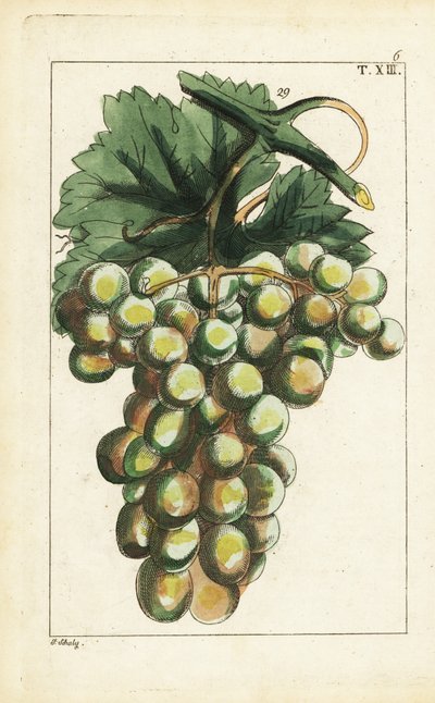 Traminar 品種のブドウ、Vitis vinifera。 作： Unbekannter Künstler