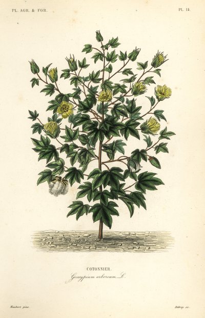 木綿、Gossypium arboreum、Cotoninier 作： Unbekannt