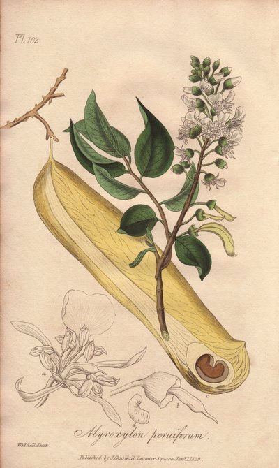 発熱の木（Myroxylon peruiferum） - ジョン・チャーチによってロンドンで出版されたジョン・ステファンソンとジェームズ・モース・チャーチルの「医学植物学、ロンドン、エディンバラ、ダブリンの薬用植物の説明」を説明するためのウィリアム・クラークによる強い水。 作： Unbekannter Künstler