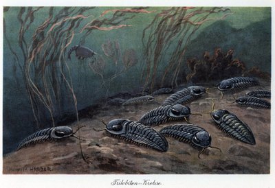 カンブリア紀からペルム紀の古生代に生息していた三葉虫科の化石海洋節足動物。カラー図版：ハインリッヒ・ハーダー（1858-1935）、"Tiere der Urwelt"（先史時代の動物）所収。 作： Unbekannter Künstler