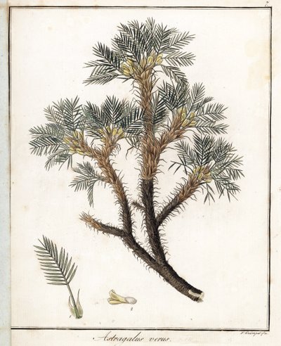ギンペル作のリトグラフ、フリードリッヒ・ゴットローブ・ヘインズ（1763-1832）の医学植物学から抜粋。 作： Unbekannter Künstler