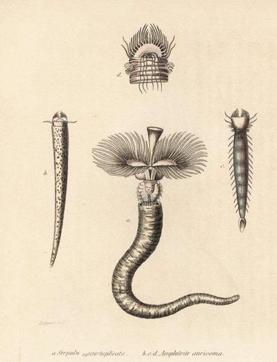 チューブワーム、Serpula vermicularis（Serpula contortuplicata）とファンワーム、Amphictene auricoma（Amphitrite auricoma）。ゲオルク・フリードリッヒ・トライチケの自然史ギャラリー『Naturhistoris』所蔵のゼーナーの図版をもとにゲブハルトが手彩色したリトグラフ。 作： Unbekannter Künstler