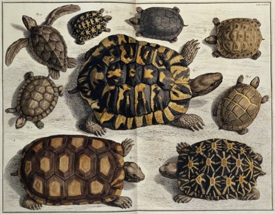 カメ：アルベール・セバの『Locupletissimi Rerum Naturalium』より、1750年頃（手彩色エングレーヴィング） 作： Unbekannter Künstler