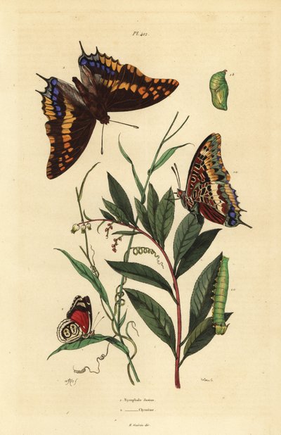ツーテールパシャまたはフォクシーエンペラー（Charaxes jasius）のサナギとイモムシ1と、クレイマーズエイトバタフライ（Diaethria clymena）2 作： Unbekannt