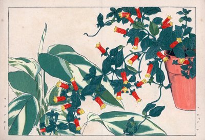 鉢植えのツートンカラーのマネッティと矢車草のディカダムまたはハーブ。植木鉢の中の爆竹蔓（マネッティア・バイカラー）と矢車草（マランタ・アルンディナセア）。谷上湖南『西洋草花図譜』所収の手彩色木版画。 作： Unbekannter Künstler