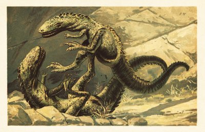 2 つの戦う Dryptosaurus aquilunguis.1908 (リトグラフ) 作： Unbekannter Künstler