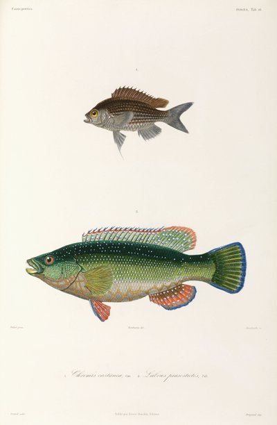 2 種類の魚、黒海 作： Unbekannter Künstler