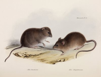 2種類のマウス（南アメリカ、1832-1836年頃 作： Unbekannt