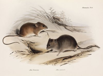 2種類のマウス（南アメリカ、1832-1836年頃 作： Unbekannt