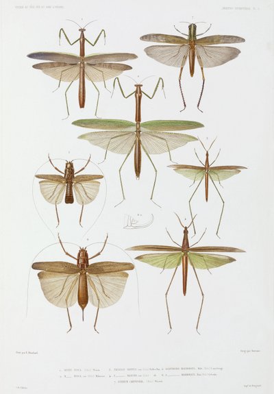 昆虫の種類、オーストラリアとインドネシア 作： Unbekannter Künstler
