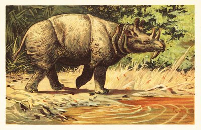 Uintatherium anceps、始新世の絶滅した草食哺乳類。1908 年 (リトグラフ) 作： Unbekannter Künstler