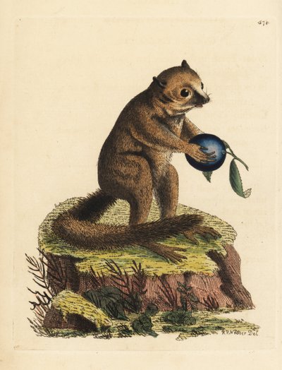 未知のキツネザル（Minute lemur, Lemur minutus）。リチャード・ポリドール・ノダーによって描かれ、彫られたイラスト。George Shaw and Frederick Nodder