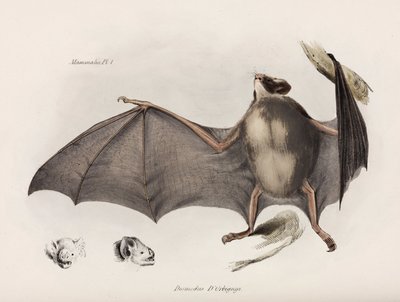 吸血コウモリ、南アメリカ、c 1832-1836 作： Unbekannter Künstler
