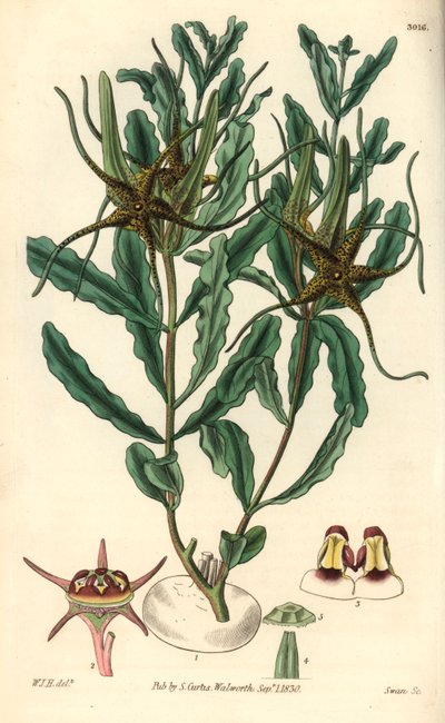 ブラキステルマ（Brachystelma crispum）による変種 - ウィリアム・カーティスの植物誌のためのウィリアム・ジャクソン・フーパー（William Jackson Hooper, 1785-1865）のイラスト、スワン（Swan）のエングレーヴィング。 作： Unbekannter Künstler