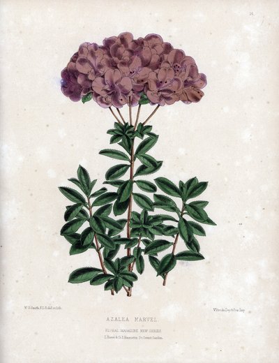 アザリーマーベルの変種で、アムセナタイプのセミダブルの小花、淡い紫色。Worthington G.Smith (1835-1917)によるリトグラフ、Floral Magazineに掲載。 作： Unbekannter Künstler