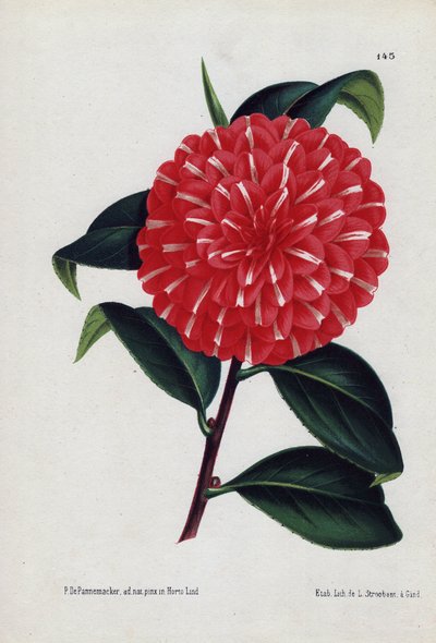 カプリオリと呼ばれるハイブリッド・カメリアの変種で、赤い花に白のストライプが入る（Camellia japonica, Thea japonica）。イラスト：P.de Pannemaeker、リトグラフ：L.Stroobant（ベルギー）、L