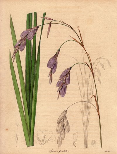 南アフリカ原産のアイリス（Sparaxis pendula）の変種で、薄紫色の垂れ下がった花を咲かせる。R.ミルズ（1836～1842年活躍）による挿絵。ベンジャミン・モーンドの「The Botanist」シリーズ全5巻（1836～1842年刊行）に掲載。 作： Unbekannter Künstler