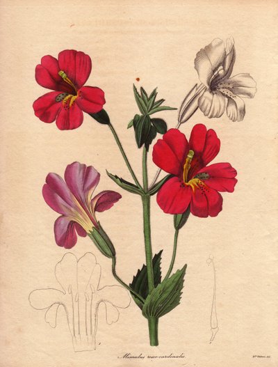 ミムラス（Mimulus roseo cardinalis）の変種。モンキー・フラワーまたはジャコウフラワーと呼ばれるホドソン交配種。1836年から1842年にかけて出版されたベンジャミン・モーンドの『The Botanist』全5巻に掲載されたオーガスタ・イネス・ウィザース（1793-1877）の挿絵。このW 作： Unbekannter Künstler