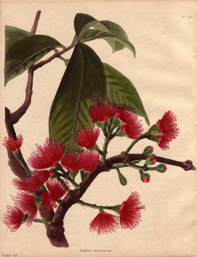 ウォーターアップルまたはピンク・アップルの変種で、真紅の花を咲かせる（Eugenia malaccensis）。マレーシア原産の熱帯植物。この種はマラッカ海峡（マレーシア）だけに生息するのではなく、インド全土、そして熱帯雨林のほとんどの島々で見られる。 作： Unbekannter Künstler