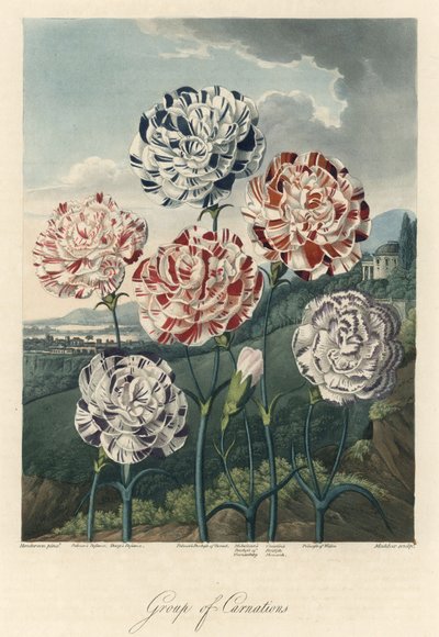 ロバート・ソーントン博士（1768-1837）著『The Temple of Flora』より抜粋。 作： Unbekannter Künstler