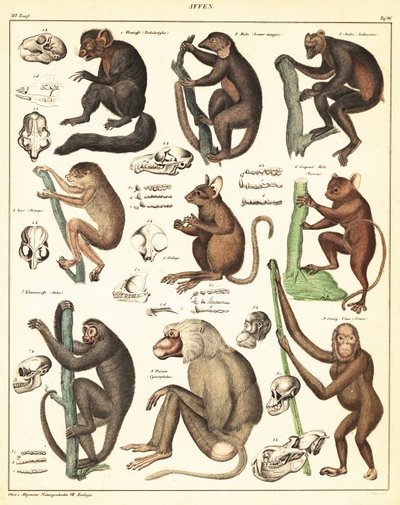 類人猿の品種。 1841年（リトグラフ） 作： Unbekannter Künstler